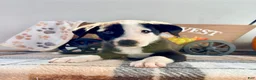 Border Collie dogs for sale: Cider - Ad 3