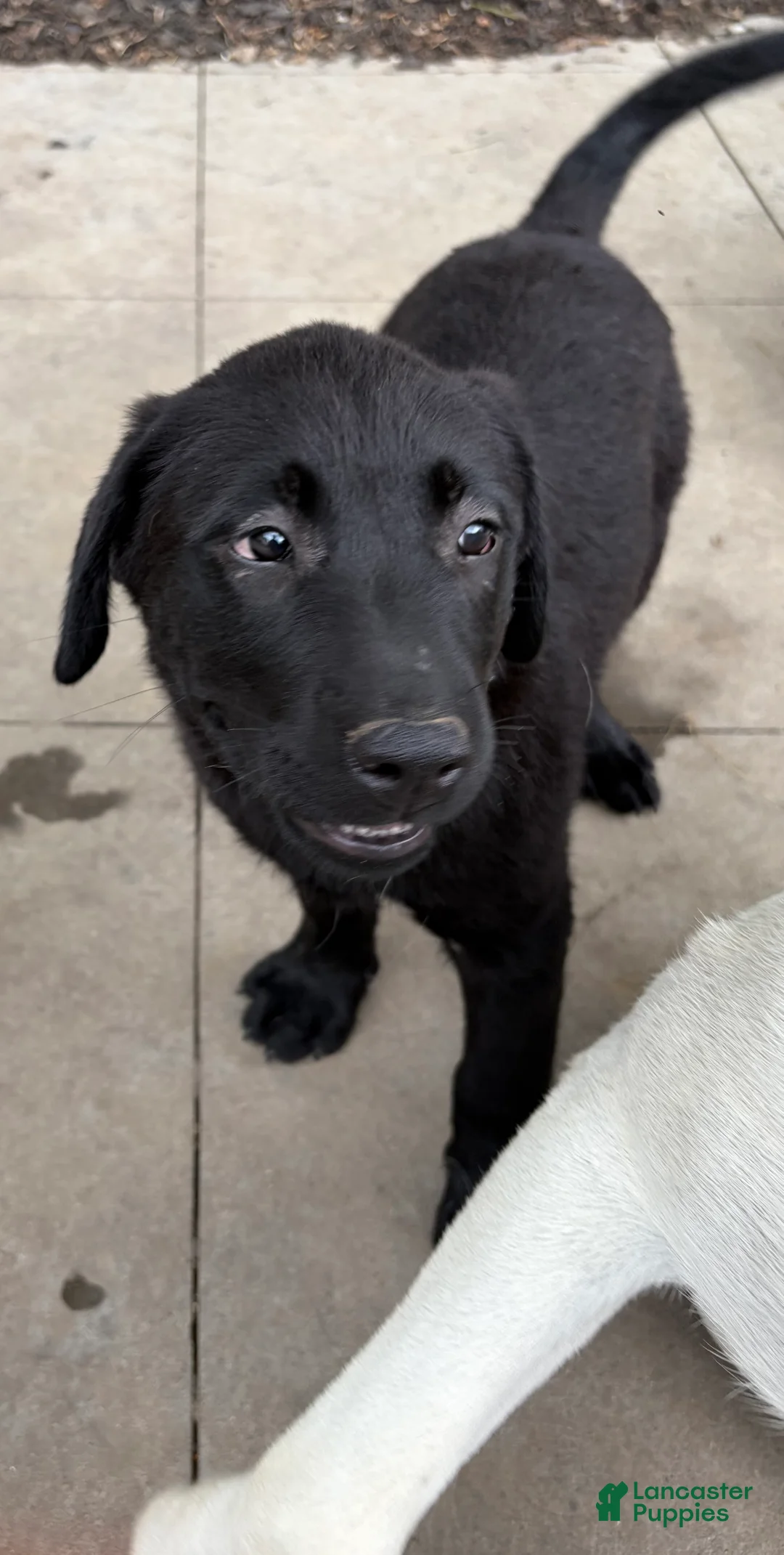Mixed Breed dogs for sale: Mixed Breed 3 - Ad 2