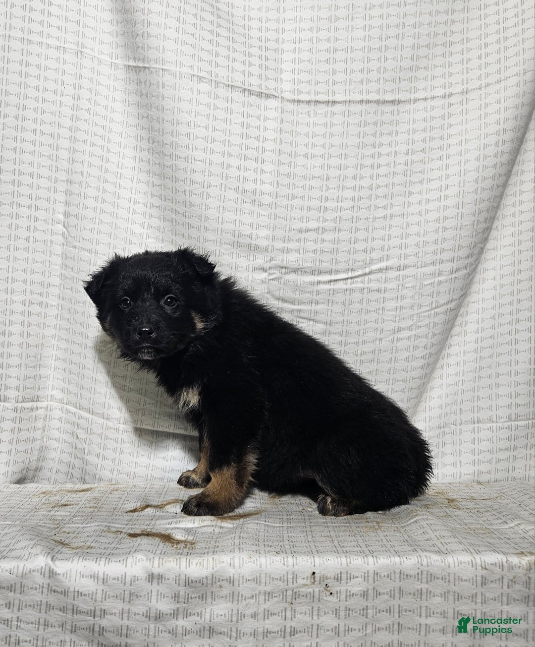 Mixed Breed dogs for sale: Holly - Ad 2