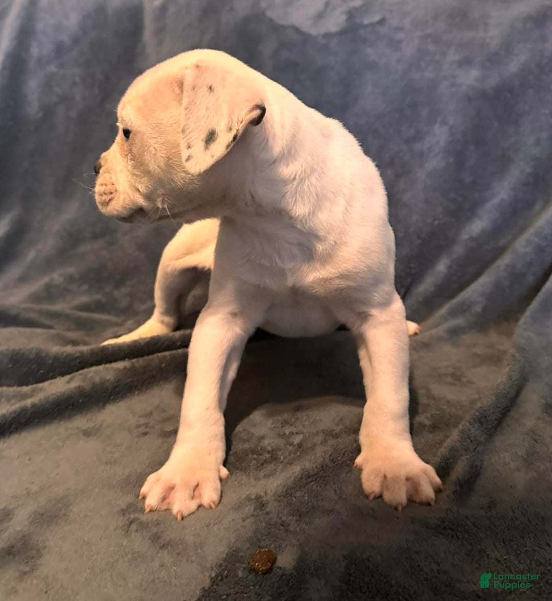 Alapaha Blue Blood Bulldog dogs for sale: Alapaha Blue Blood Bulldog Puppy 1 - Ad 6