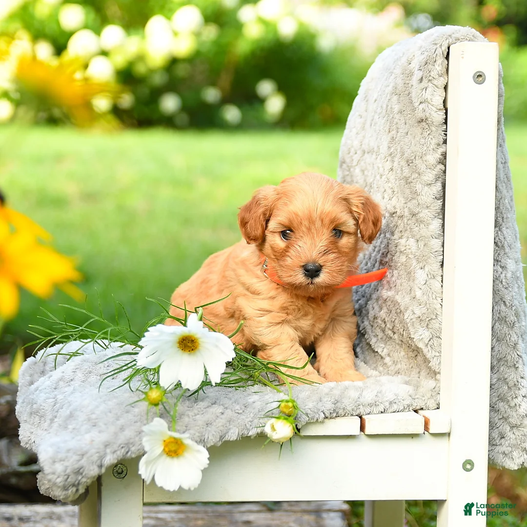 Cavapoo dogs for sale: Orange - Ad 2
