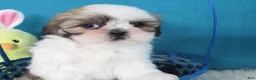 Shih Tzu dogs for sale: Toby - Ad 5