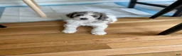 Bernedoodle dogs for sale: Cookie - Ad 3