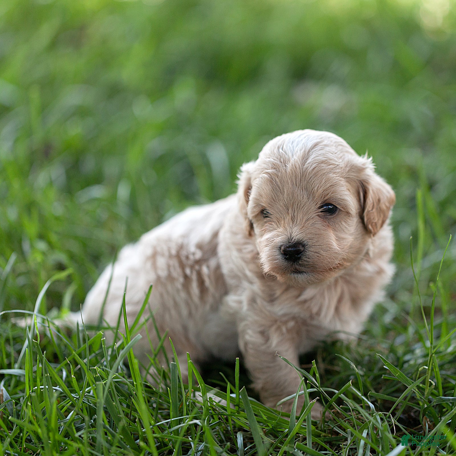 Maltipoo dogs Oscar Maltipoo  - Ad 1