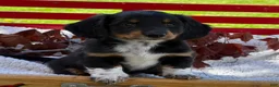 Miniature Dachshund dogs for sale: Baxter - Ad 4