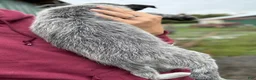 Australian Cattle Dog dogs for sale: Jake - Ad 3