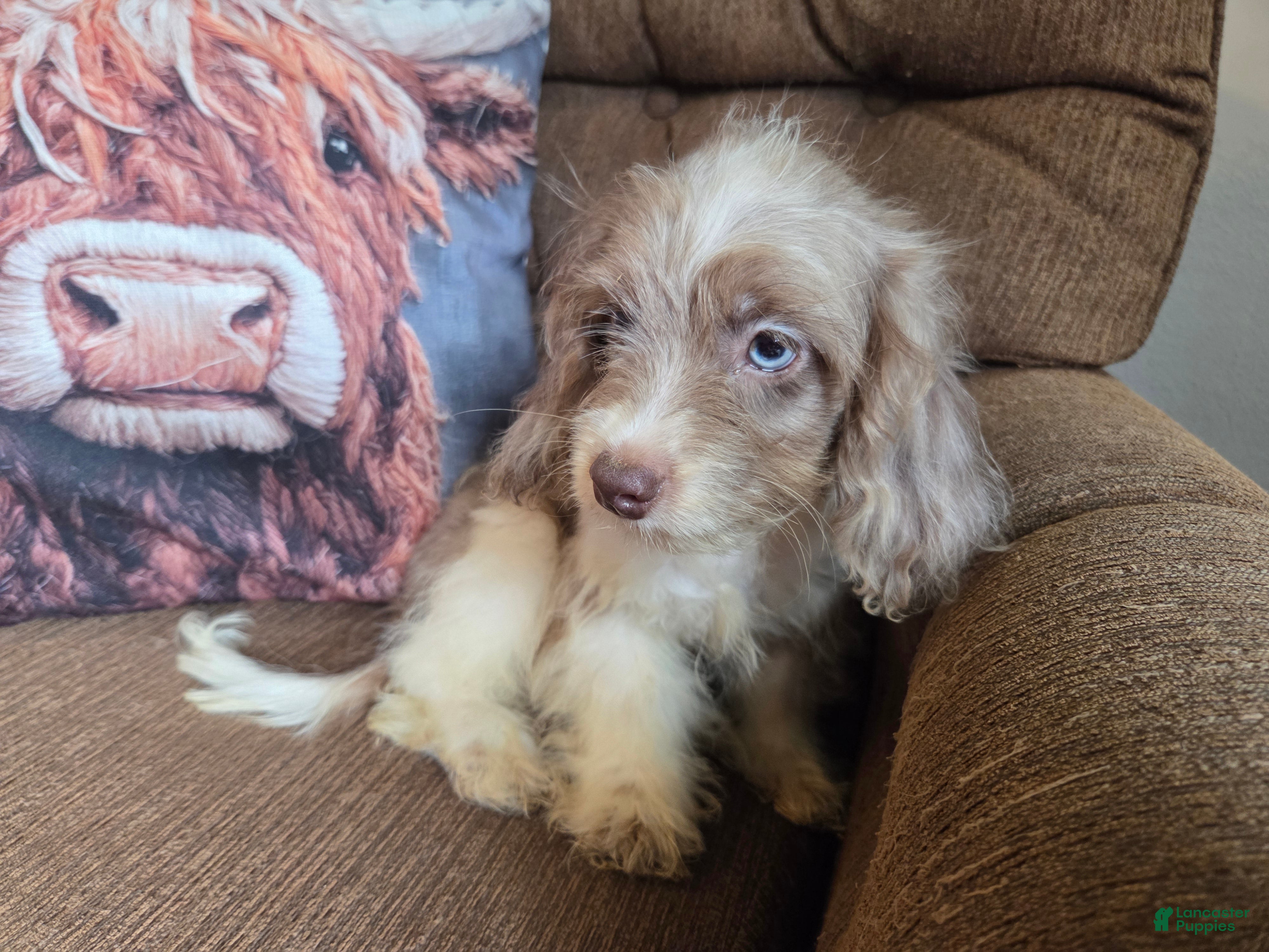 Miniature Poodle dogs Doodle SALE! - Ad 2