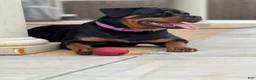 Rottweiler dogs for sale: Rottweiler 1 - Ad 28