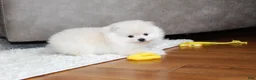 Pomeranian dogs for sale: Emerson - Ad 9