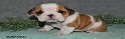 English Bulldog dogs for sale: Jesenia - Ad 1