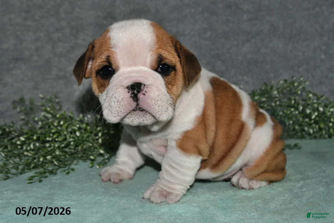 English Bulldog dogs for sale: Jesenia - Ad 1