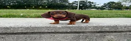 Dachshund dogs for sale: Kevin - Ad 5