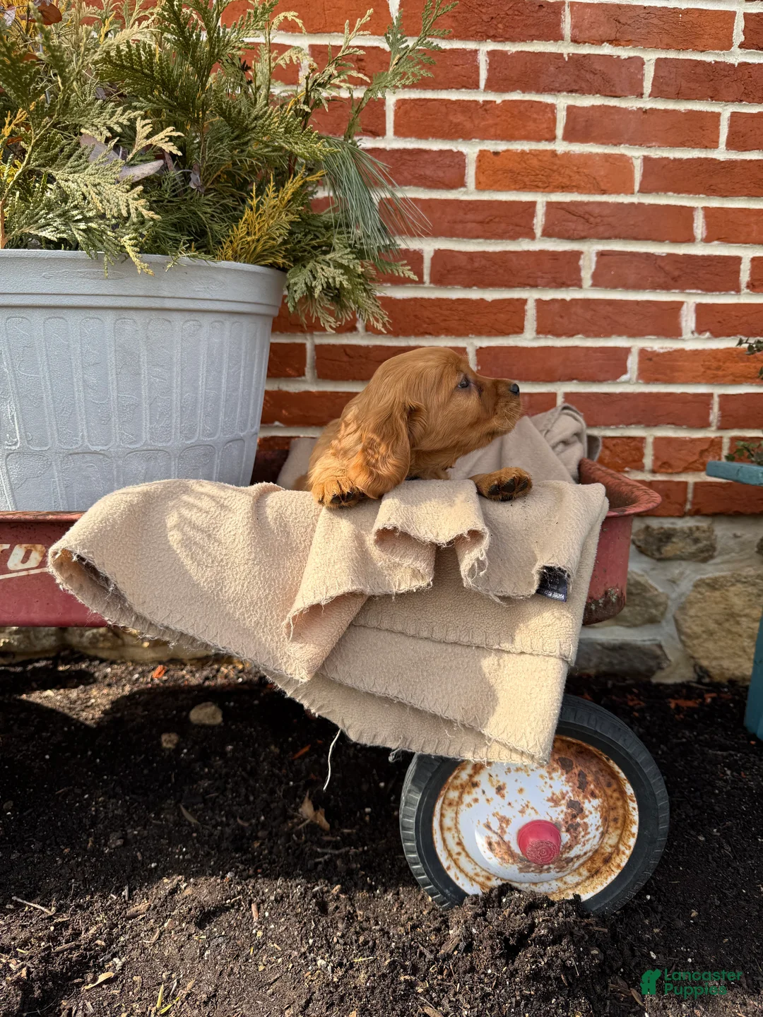 Miniature Golden Retriever dogs for sale: Miniature Golden Retriever Puppy 3 - Ad 6