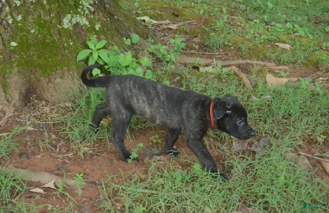 Dutch Shepherd dogs for sale: Jana - Ad 1
