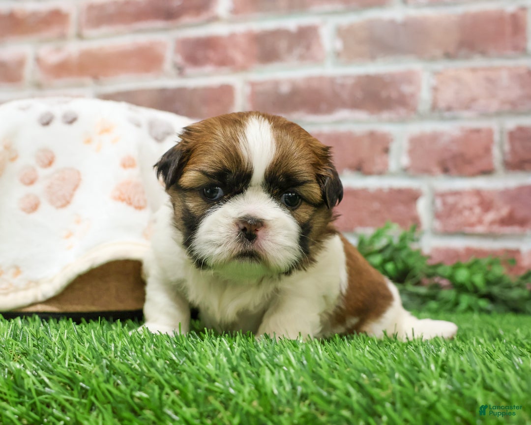 Shih Tzu dogs for sale: John - Ad 3