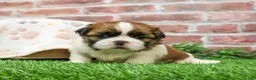 Shih Tzu dogs for sale: John - Ad 10