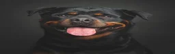 Rottweiler dogs for sale: 2nd Pick Female - Ad 28