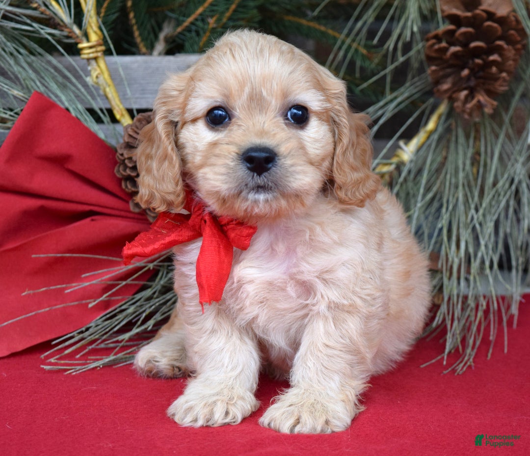 Cavachon dogs for sale: Corbin - Ad 7