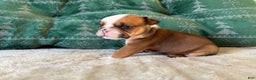 English Bulldog dogs for sale: Cookie - Ad 8