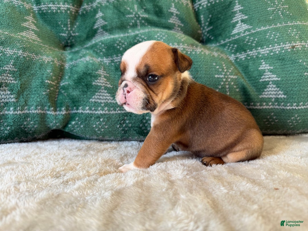English Bulldog dogs for sale: Cookie - Ad 8