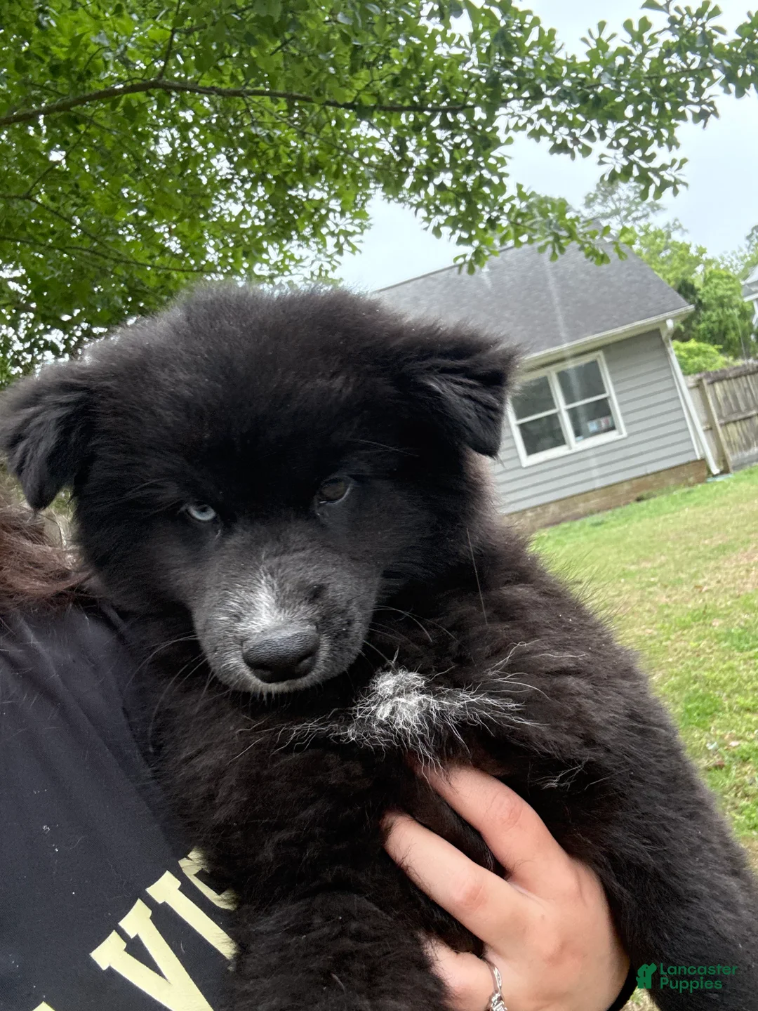 Pomsky dogs for sale: Pomsky Puppy 2 - Ad 1