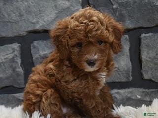 Toy Poodle dogs Callie - Ad 24