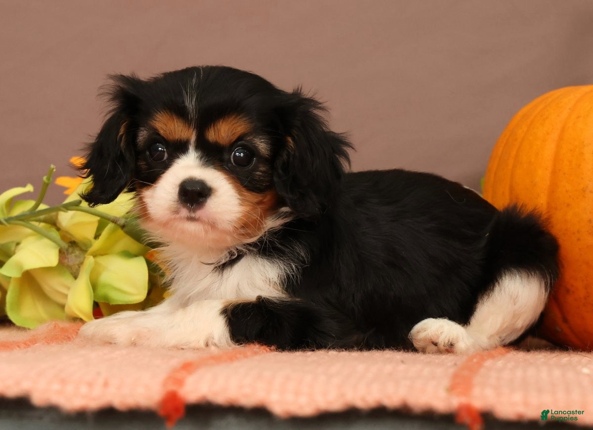 Cavalier King Charles Spaniel dogs Bridget - Ad 1