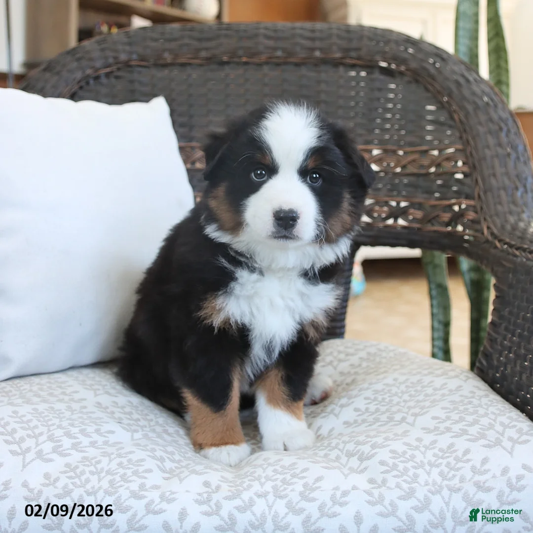 Miniature Australian Shepherd dogs for sale: Felix - Ad 3