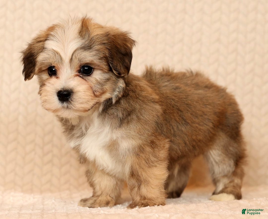 Yochon dogs for sale: Ollie - Ad 5