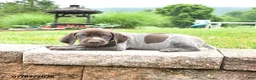 German Shorthaired Pointer dogs for sale: Honey - Ad 3