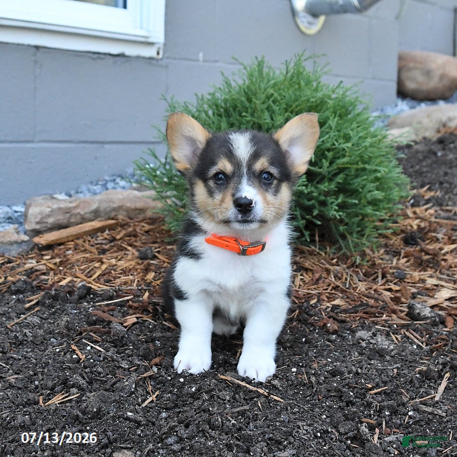 Welsh Corgi Pembroke dogs Pepper - Ad 1