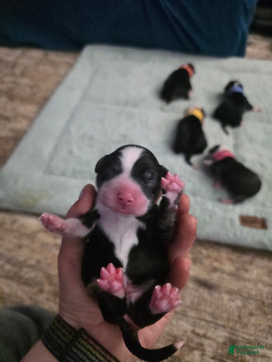 Mixed Breed dogs for sale: Purple - Ad 10