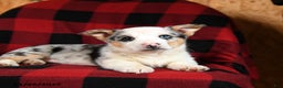 Welsh Corgi Pembroke dogs for sale: Klondike - Ad 5