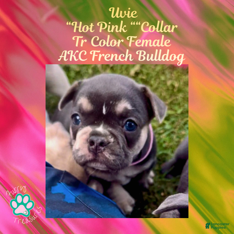 French Bulldog dogs Uvie “Hot Pink” Collar, Female  - Ad 33