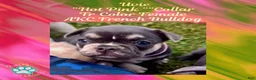 French Bulldog dogs for sale: Uvie “Hot Pink” Collar, Female  - Ad 1