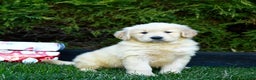 Golden Retriever dogs for sale: Everest - Ad 5