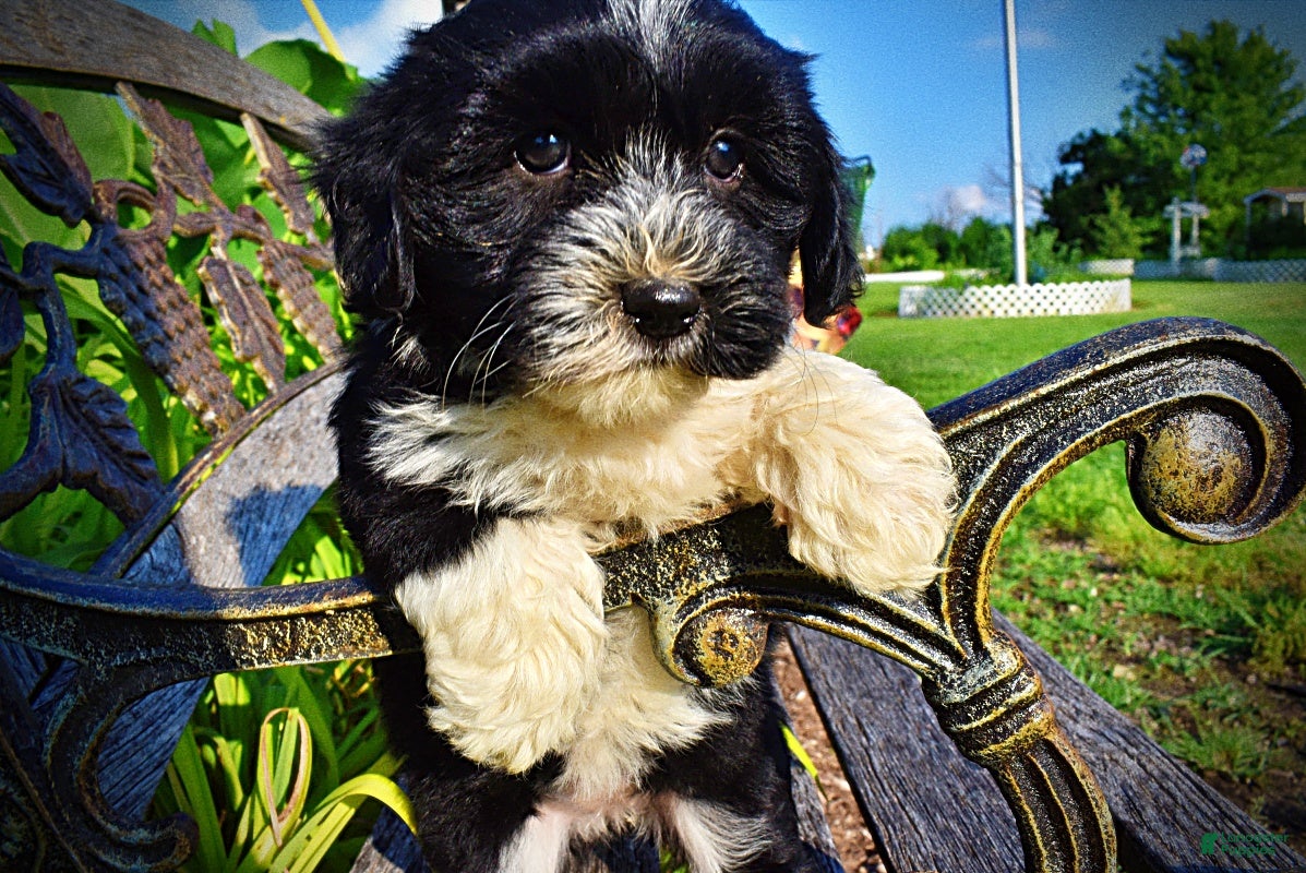 Havapoo dogs Trixie-SUMMER SALE!! $100 off listed price-this week only!   - Ad 2