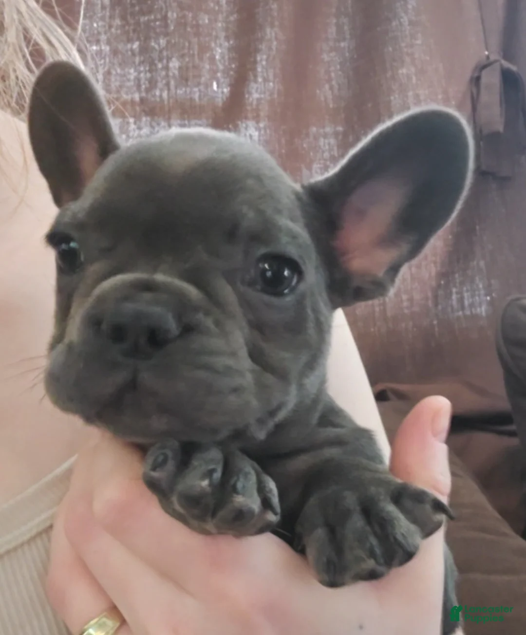 French Bulldog dogs for sale: Carl - Ad 2