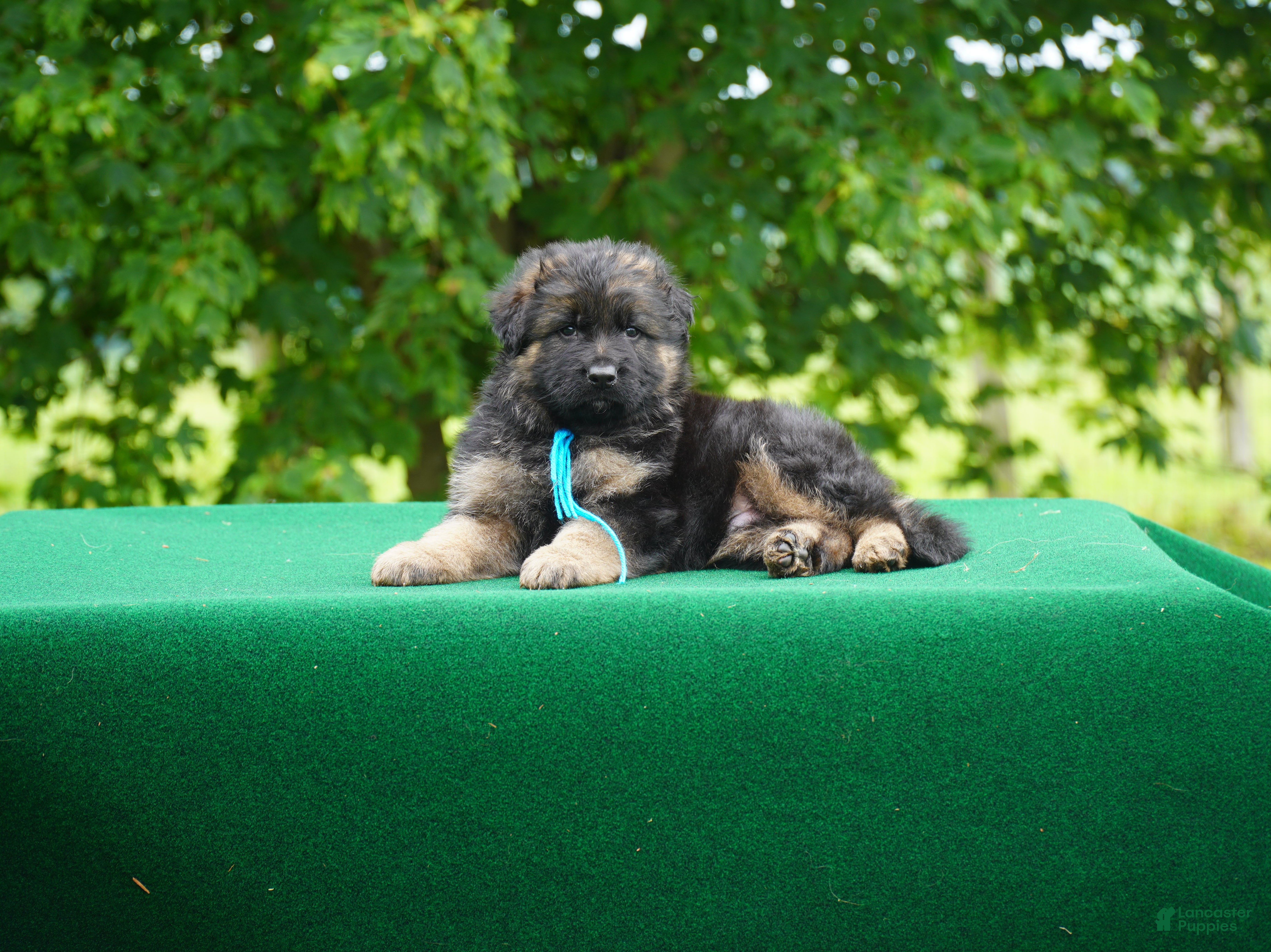 German Shepherd dogs German Shepherd puppy male red collar - Ad 29