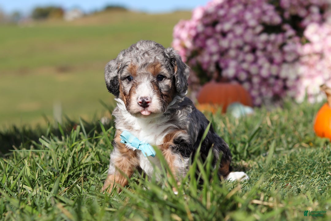 Mini Bernedoodle dogs for sale: Carter - Ad 3