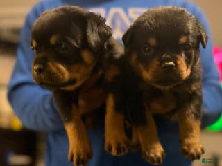 Rottweiler dogs Rottweiler Puppy 1 - Ad 1