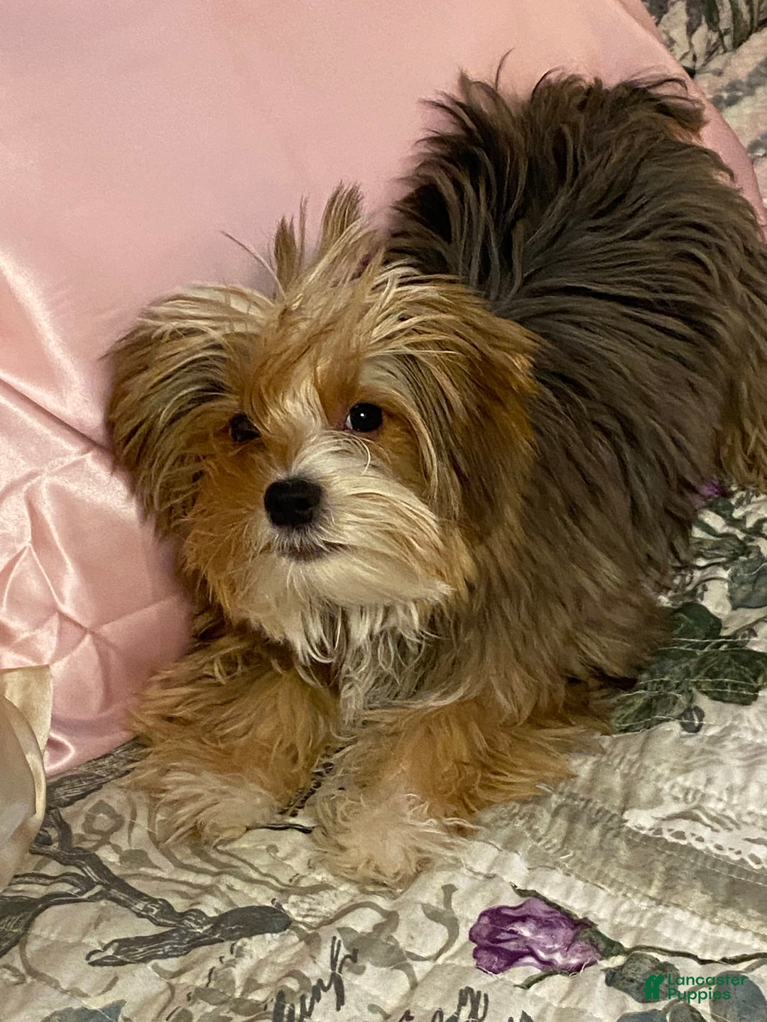 Yorkshire Terrier dogs for sale: Gucci - Ad 6