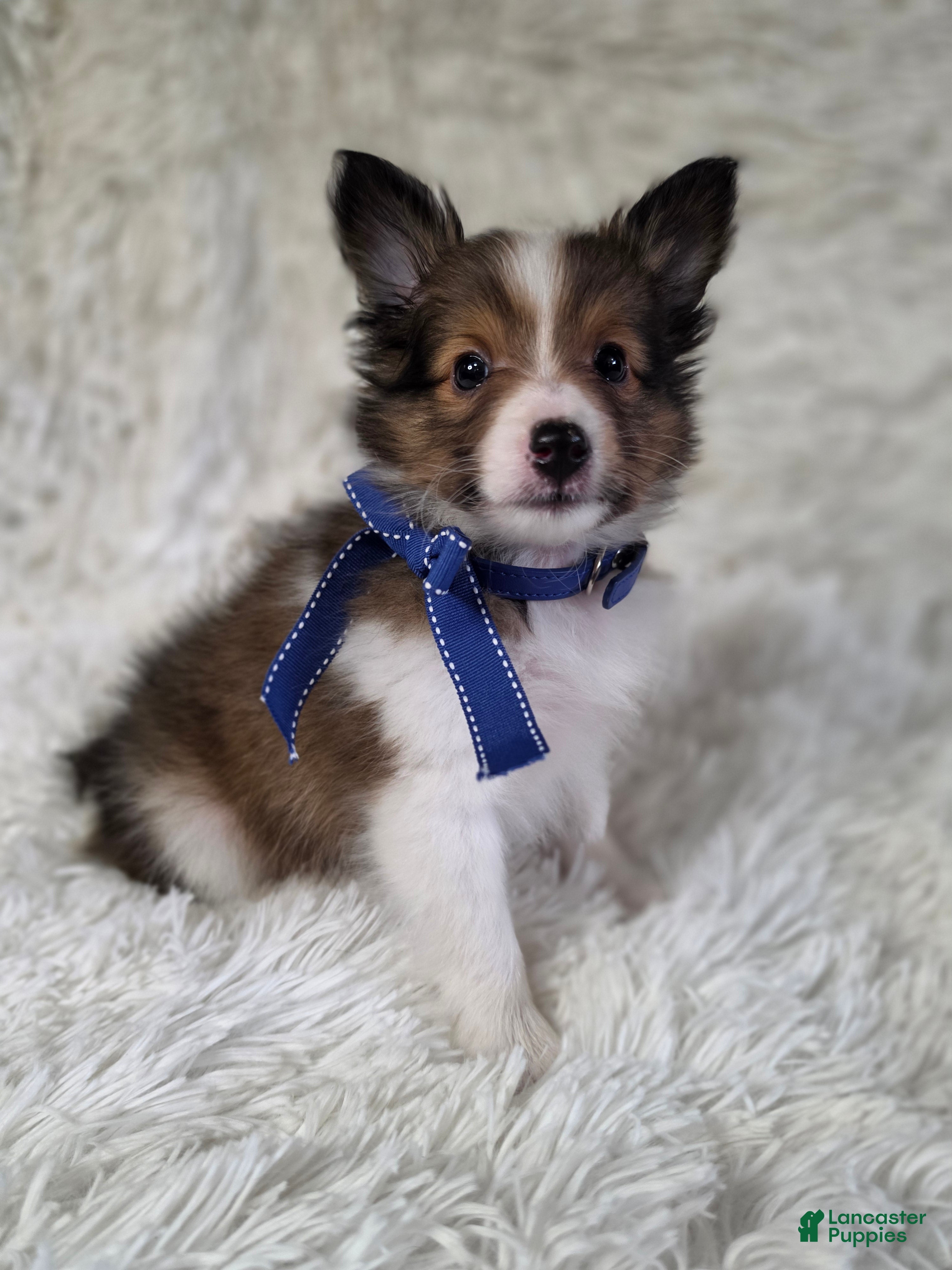 Shetland Sheepdog dogs Maverick - Ad 1