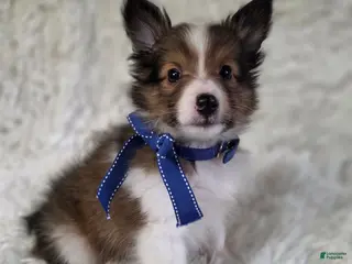 Shetland Sheepdog dogs for sale: Maverick - Ad 3
