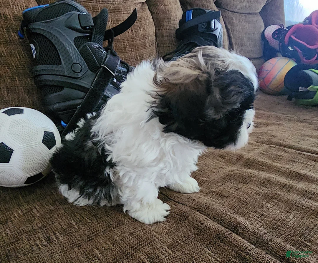 Shihpoo dogs for sale: INDIGO - Ad 3