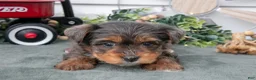 Yorkiepoo dogs for sale: Tobin - Ad 3
