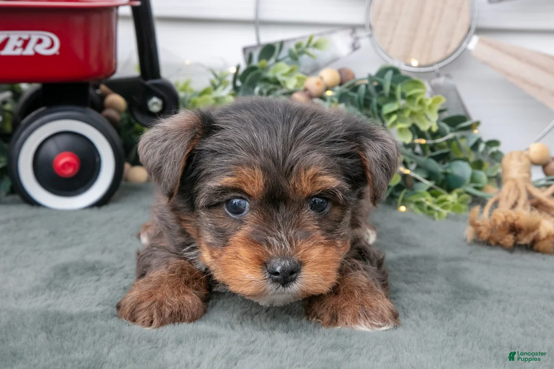 Yorkiepoo dogs for sale: Tobin - Ad 3