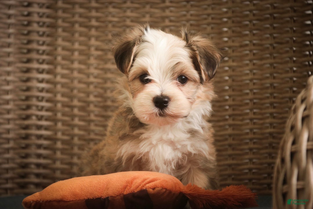 Havanese dogs Webster Havanese  - Ad 2