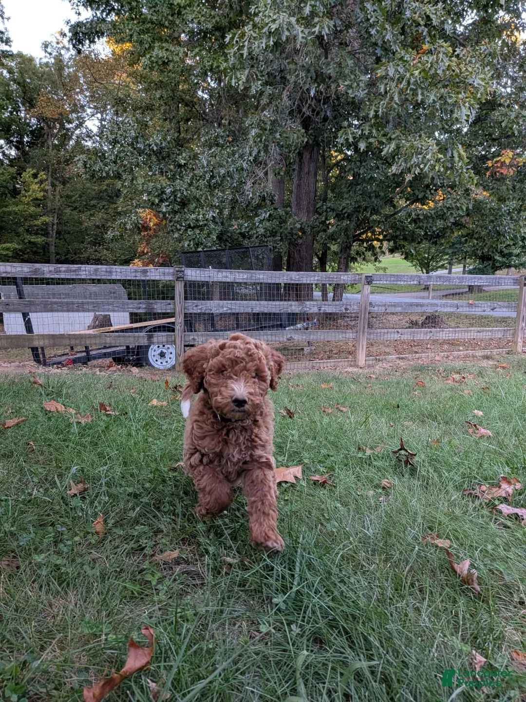 Miniature Labradoodle dogs for sale: Rhett - Ad 2