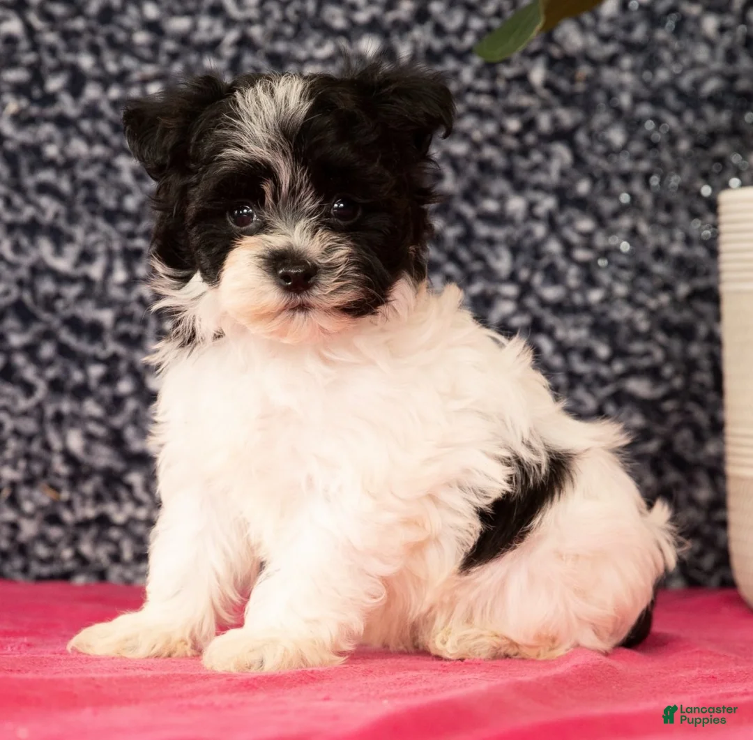 Havapoo dogs for sale: Gabe - Ad 1